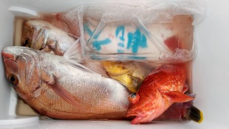 遊漁船 新鋭丸 釣果