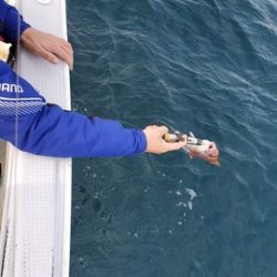 遊漁船 ニライカナイ 釣果