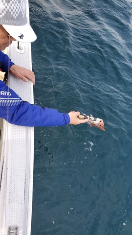 遊漁船 ニライカナイ 釣果