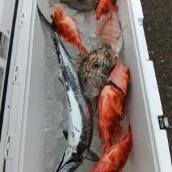 ファイヤードルフィン 釣果