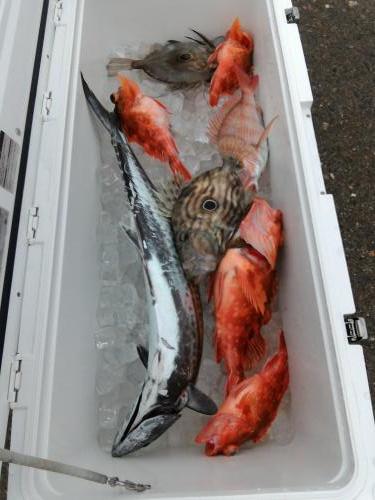 ファイヤードルフィン 釣果