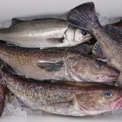 気仙沼　つり丸 釣果