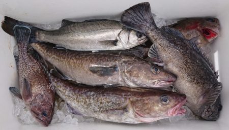 気仙沼　つり丸 釣果