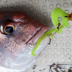 遊漁船 ニライカナイ 釣果