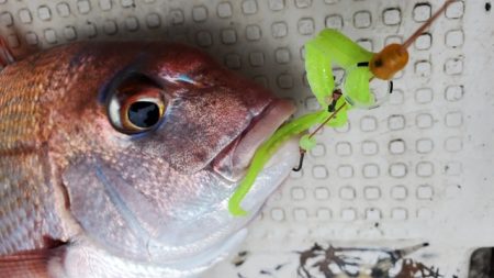 遊漁船 ニライカナイ 釣果