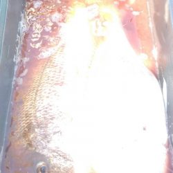 遊漁船 新鋭丸 釣果