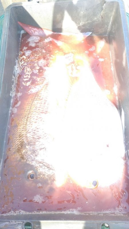 遊漁船 新鋭丸 釣果