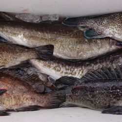 気仙沼　つり丸 釣果