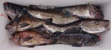 気仙沼　つり丸 釣果