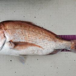 遊漁船 ニライカナイ 釣果