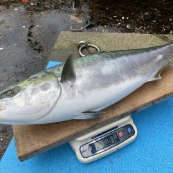 まるいち丸 ZERO-1 釣果