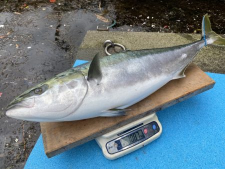 まるいち丸 ZERO-1 釣果