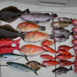 TOPGUN名古屋 釣果