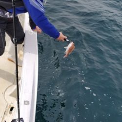 遊漁船 ニライカナイ 釣果