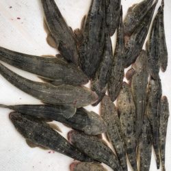 Magic(マジック) 釣果