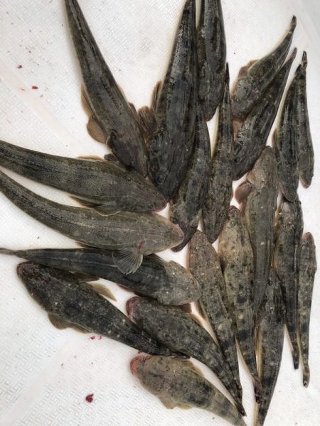 Magic(マジック) 釣果