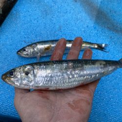 まるいち丸 ZERO-1 釣果