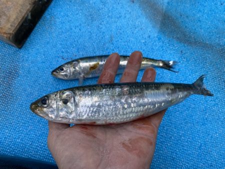 まるいち丸 ZERO-1 釣果