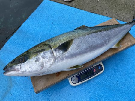 まるいち丸 ZERO-1 釣果