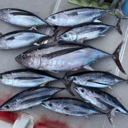 へいみつ丸 釣果