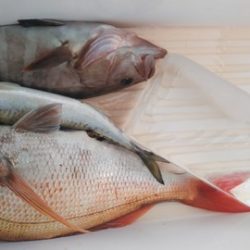 遊漁船 新鋭丸 釣果