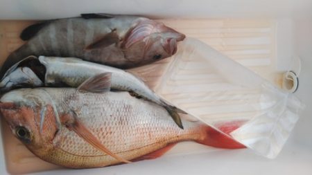 遊漁船 新鋭丸 釣果