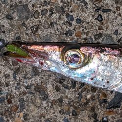 房総カマスレポート【がまかつ LUXXE宵姫　インプレッション】