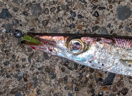 房総カマスレポート【がまかつ LUXXE宵姫　インプレッション】