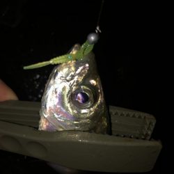 色々なパターンに対応できるトレモロAJ！【がまかつ LUXXE宵姫　インプレッション】