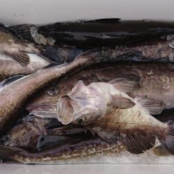 気仙沼　つり丸 釣果