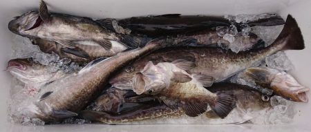 気仙沼　つり丸 釣果