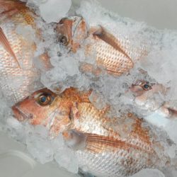 こうゆう丸 釣果