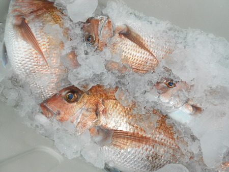 こうゆう丸 釣果