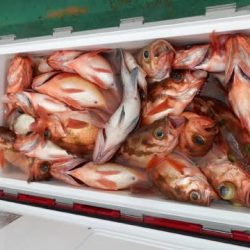 第二むつ漁丸 釣果