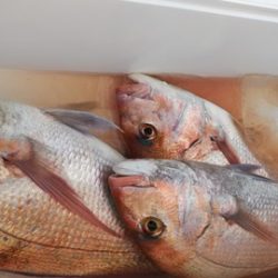 遊漁船 新鋭丸 釣果