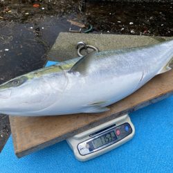 まるいち丸 ZERO-1 釣果