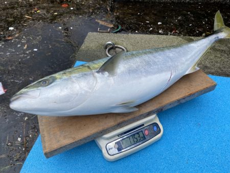 まるいち丸 ZERO-1 釣果