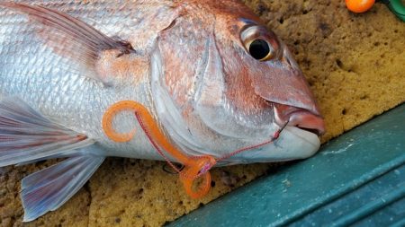 遊漁船　ニライカナイ 釣果