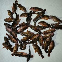 TOPGUN名古屋 釣果