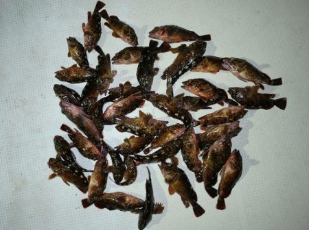 TOPGUN名古屋 釣果