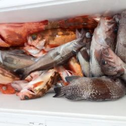 第二むつ漁丸 釣果