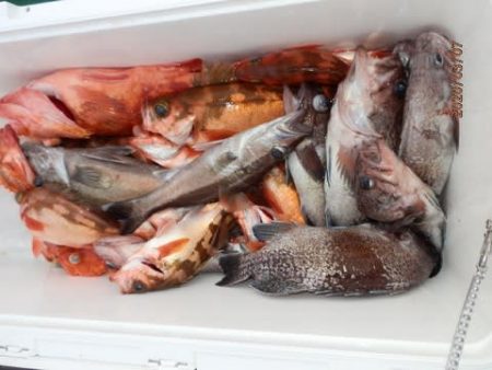 第二むつ漁丸 釣果