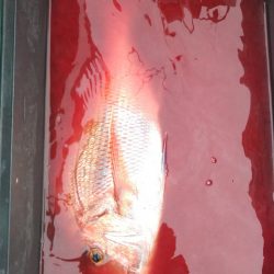 遊漁船 新鋭丸 釣果