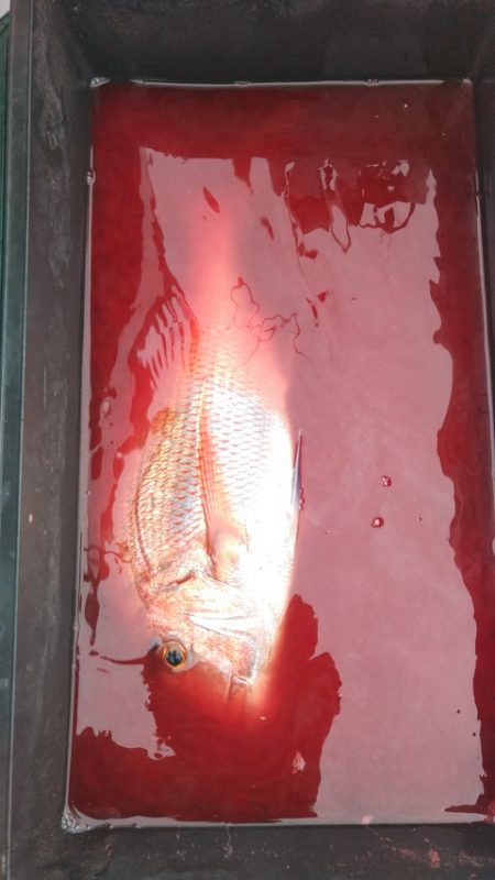 遊漁船 新鋭丸 釣果