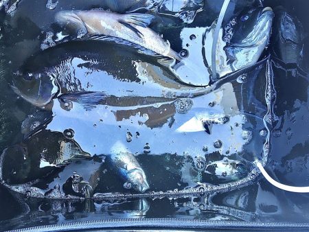 伊豆下田フィッシング 釣果