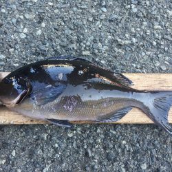 伊豆下田フィッシング 釣果