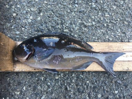 伊豆下田フィッシング 釣果