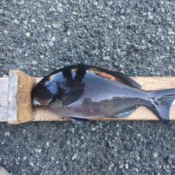 伊豆下田フィッシング 釣果