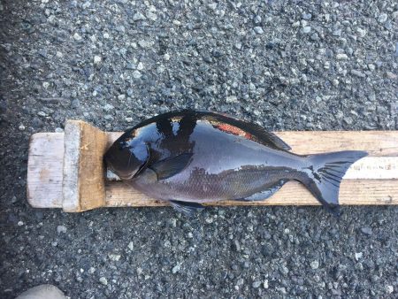 伊豆下田フィッシング 釣果