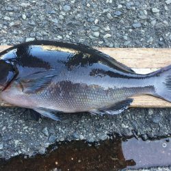 伊豆下田フィッシング 釣果